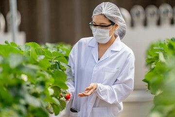 A scientist inspects fresh strawberries in a controlled greenhouse environment, ensuring quality...