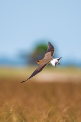 Oriental pratincole 