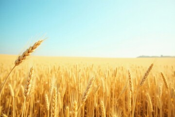 Naklejka premium Golden Wheat Field Under a Clear Summer Sky A Serene Landscape of Ripe Grain