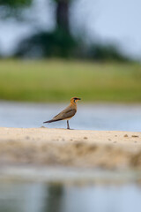 Oriental pratincole 