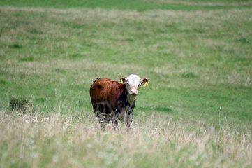Ruda mleczna krowa  na pastwisku .   © Monika