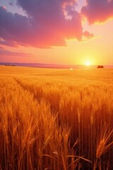 Obraz premium Golden Wheat Field Bathed in the Warm Glow of a Vibrant Sunset