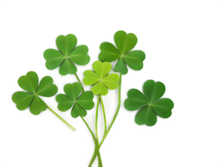 A collection of vibrant green shamrocks arranged in an artistic pattern on a white background, symbolizing good luck and Irish heritage.
