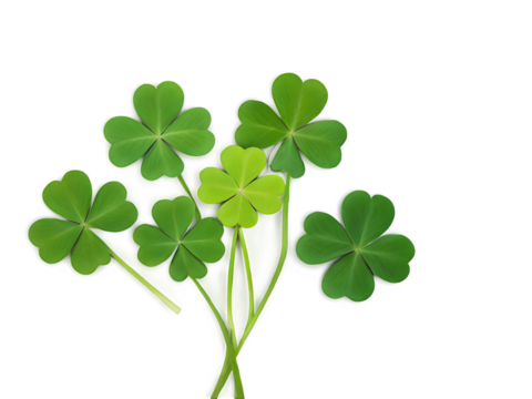 A collection of vibrant green shamrocks arranged in an artistic pattern on a white background, symbolizing good luck and Irish heritage.
