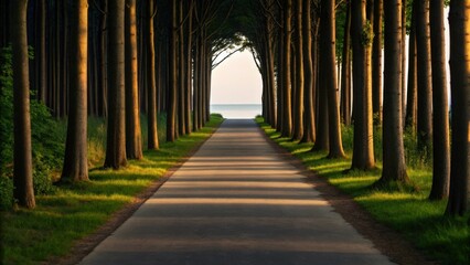 a long tree lined road leading to the ocean on a sunny day. The path is lined with rows of tall trees, casting long shadows on the asphalt road