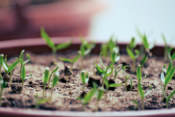 young green sweet pepper seedlings in pot