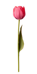 Elegant tulip flower on a long stem against a transparent background ideal for product showcase and artistic displays