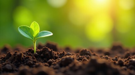 Fototapeta premium A Tiny Sprout Emerging from Rich Earth, Bathed in the Warm Glow of Dawn's Golden Light, Symbolizing New Life, Growth, and the Promise of a Bountiful Harvest