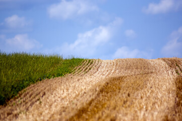 Krajobraz pole uprawne skoszone zboże i trawa w pięknym oświetleniu. © Monika