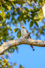 Beautiful bird 