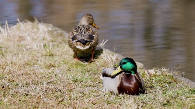 4k, A pair of wild ducks on the bank of a river