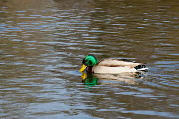 A single male mallard duck floats on a golden-hued lake, creating a perfect reflection. The calm water enhances the peaceful atmosphere of this serene wildlife moment.