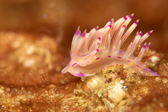 A beautiful sea slug in purple and white color. Nudibranch Flabellina in a tropical coral reef in the Philippines