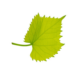 Grape branch . Vine with green fresh leaves and tendrils. Grapevine. on transparent, png. green...