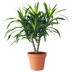 green plant in a pot Dracaena Plant In Pot Isolated