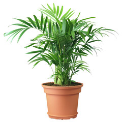Parlor Palm In Pot. Indoor Plant For A Refreshing, Natural Touch. Ideal For Home Decor And Minimalist Style. Isolated