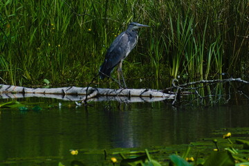 Heron Standing in Pond 