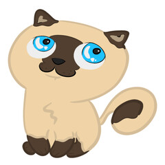 himalayan kitten illustration