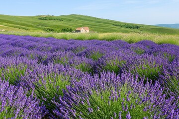 Fototapeta premium A picturesque lavender field stretches across rolling hills, with vibrant purple blooms under a clear blue sky, and a quaint house nestled in the background.