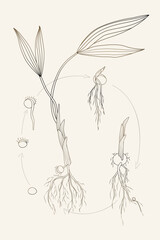 Process of kidney bean plant evolution and growth. From seed to sprout to sapling. Isolated brown outline on beige background. Vintage stile. Palm.