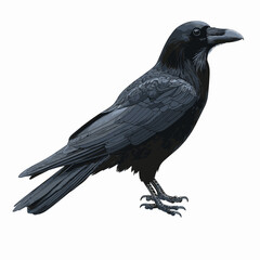 Fototapeta premium Crow Black raven bird vector illustration isolated on white background