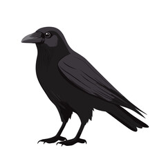 Fototapeta premium Crow Black raven bird vector illustration isolated on white background