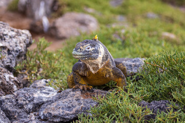 Galapagos Land Iguana on a rock; South Plaza Island, full body