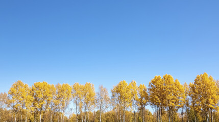 Fototapeta premium serene landscape featuring vibrant yellow trees against clear blue sky