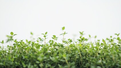 Obraz premium Fresh Thyme Sprouts Against White Background