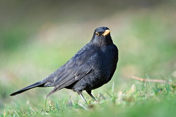 Eurasian blackbird aka the common blackbird or turdus merula is searching worms in the grass....