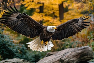 Obraz premium Majestic Eagle in Flight Against Sunlit Autumn Landscape