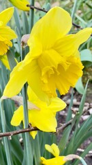 yellow daffodils in spring