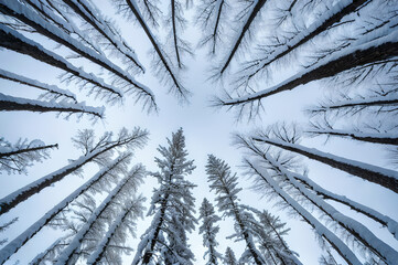 Obraz premium 雪景色の森