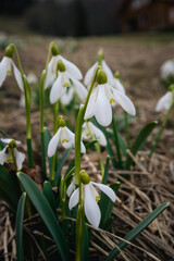 Fototapeta premium Blooming Snowdrops in Early Spring Meadow - Symbol of spring