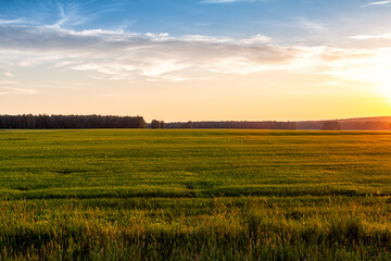 green field in summer in evening light