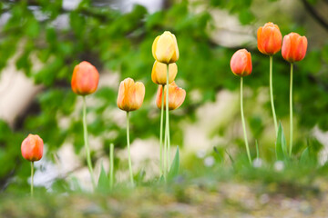 Red and Yellow Wild Tulips Blooming in Spring