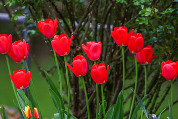 Obraz premium Red Wild Tulips Close Up in the Spring Park