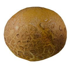 Puffball mushroom