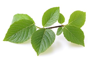 Fototapeta premium Fresh Branch with Green Leaves