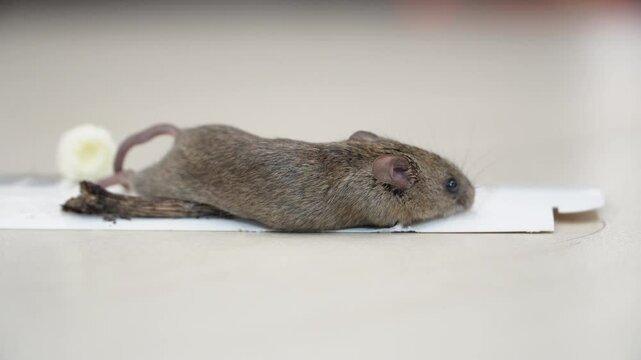 The mouse got caught in a super glue trap. A little mouse is caught in a glue trap and is trying to get out. The mouse stuck ion glue trap. An animal that spreads pathogens. Rat dying on trap. 