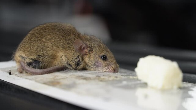 The mouse got caught in a super glue trap. A little mouse is caught in a glue trap and is trying to get out. The mouse stuck ion glue trap. An animal that spreads pathogens. Rat dying on trap. 