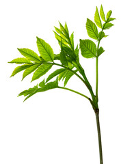 Green spring leaf. Fresh plants, garden botanical greens, herbs and leaves isolated on transparent, png. elderberry leaf