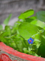 A bright blue flower with five petals stands out among lush green foliage. 