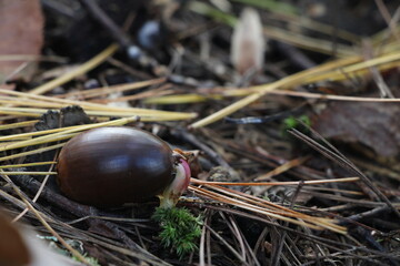 acorn waking up