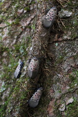 spotted lantern-fly in the forest