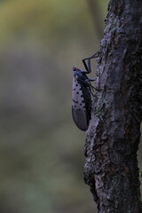 spotted lantern-fly in the forest
