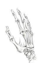 Anatomical Hand Sketch Detailed bone structure, isolated on white, for medical or artistic use