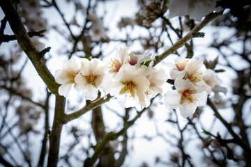 Almond blossom, Portugal