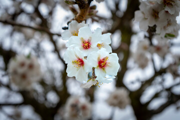 Amendoeiras em flor em Trás os Montes, Portugal