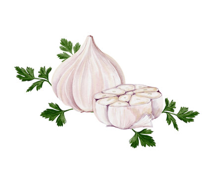 Garlic and half of garlic with parsley. Set of spices for cooking. Watercolor illustration isolated from background. Hand drawing. White vegetable. For menu, recipes and kitchen decor